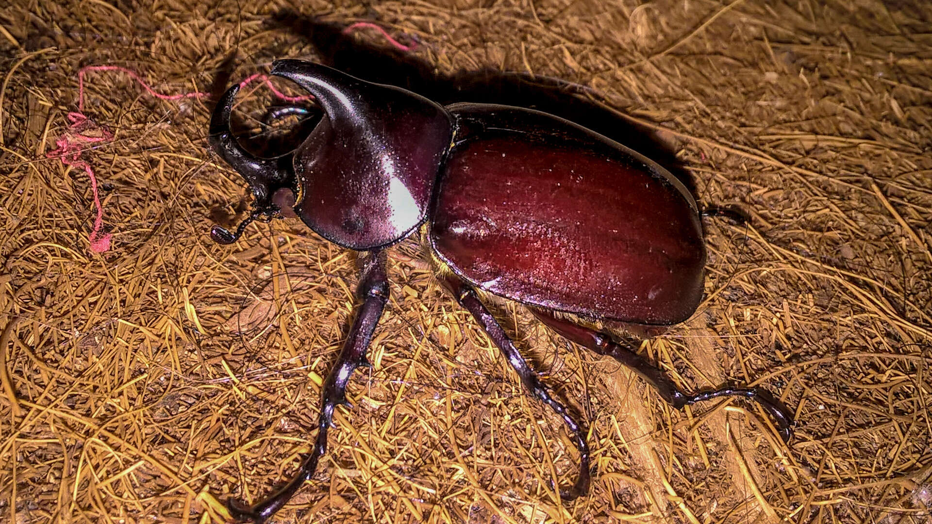 Image of Xylotrupes meridionalis Prell 1914