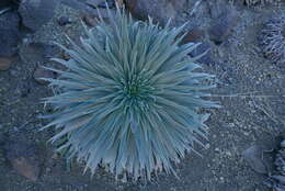 Image of Echium wildpretii H. H. W. Pearson ex Hook. fil.