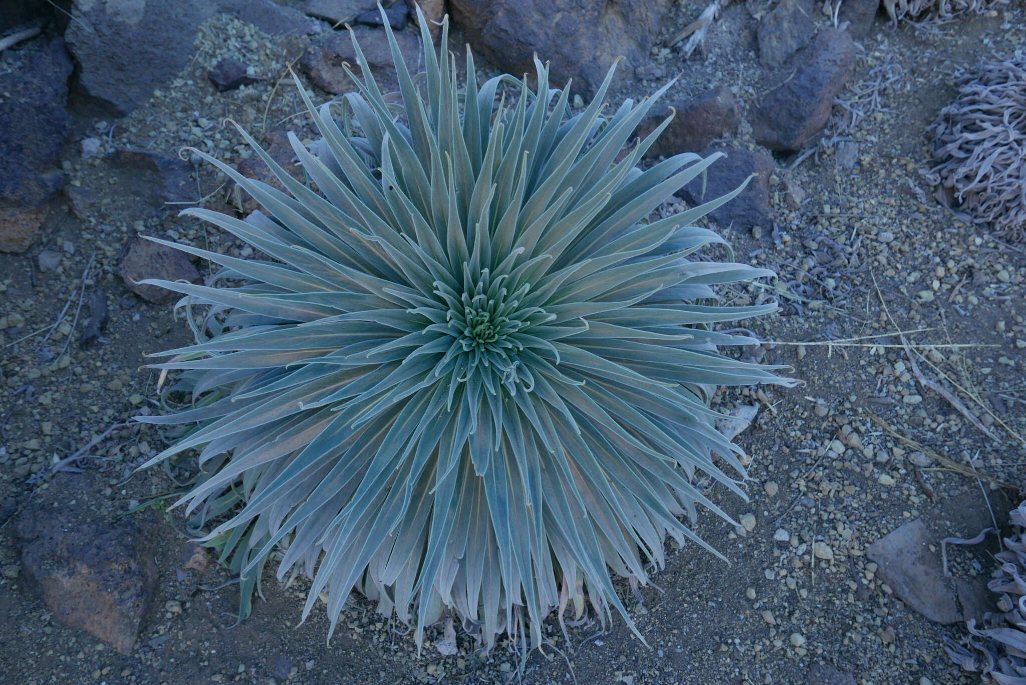 Image of Echium wildpretii H. H. W. Pearson ex Hook. fil.