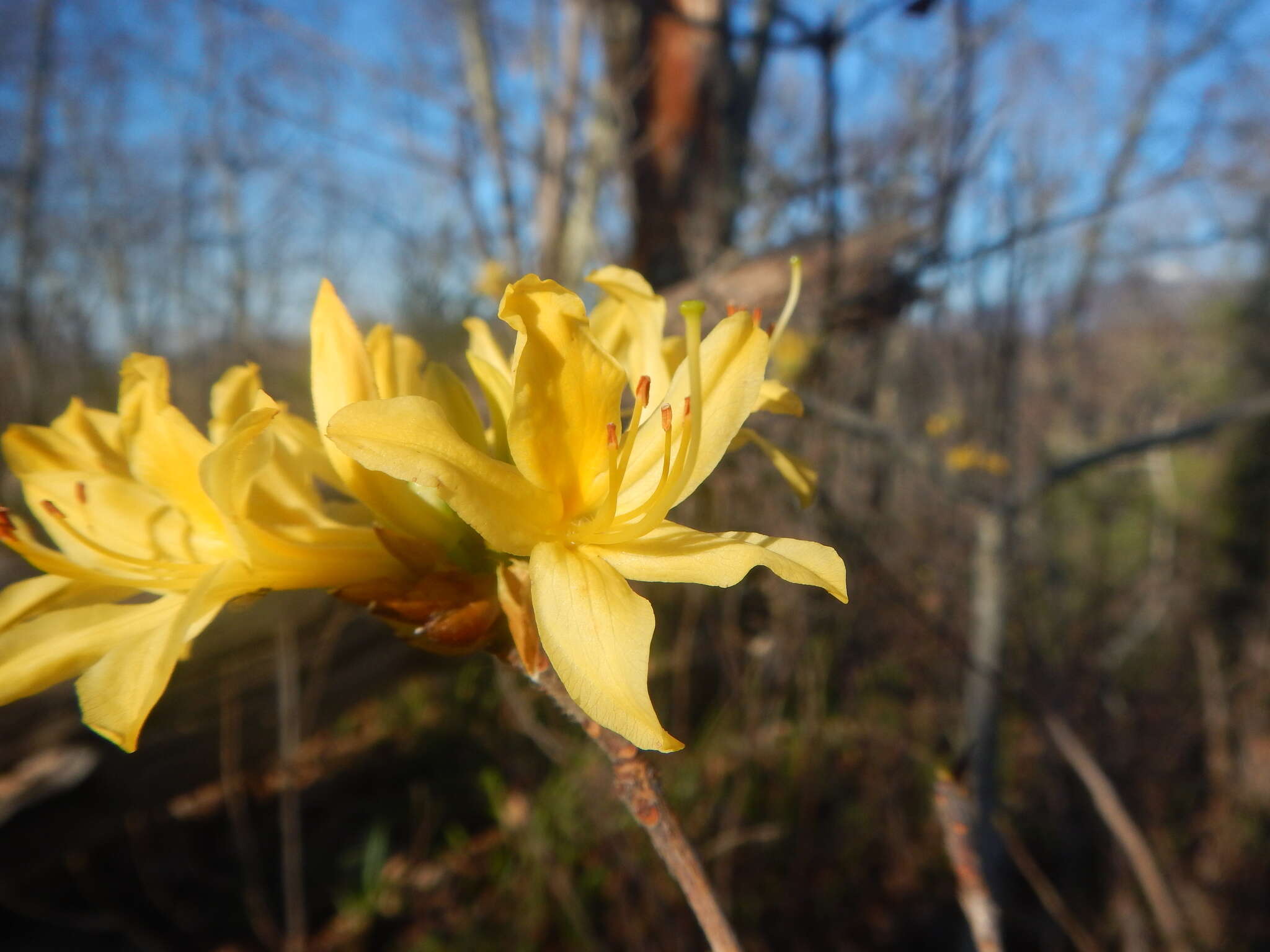 Image of Yellow Azalea