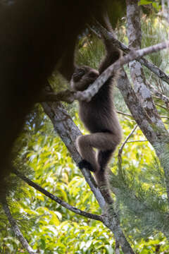 Image of Bornean Agile Gibbon