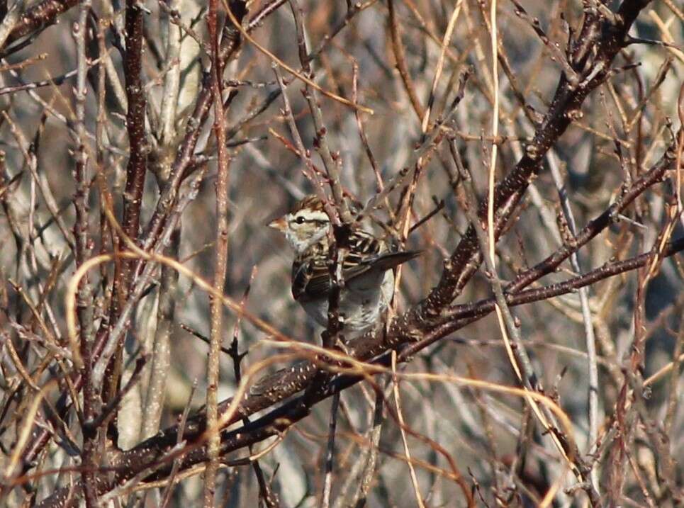 Слика од Spizella passerina passerina (Bechstein 1798)