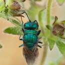 Image of <i>Chrysura rufiventris</i>