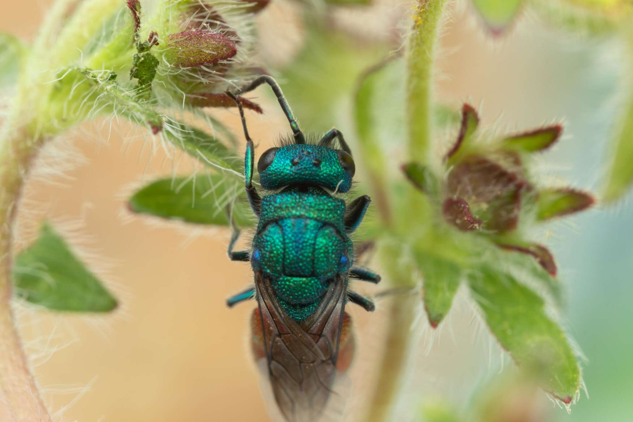 Image of <i>Chrysura rufiventris</i>