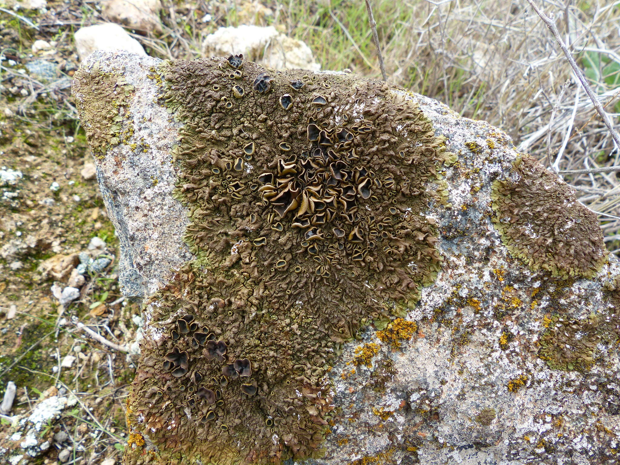 Image of Xanthoparmelia pulla (Ach.) O. Blanco, A. Crespo, Elix, D. Hawksw. & Lumbsch