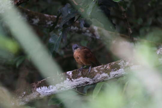 Image of Ashy-headed Laughingthrush