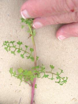 Image of Great Plains Groundsel