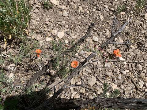 Sivun Sphaeralcea digitata (Greene) Rydb. kuva