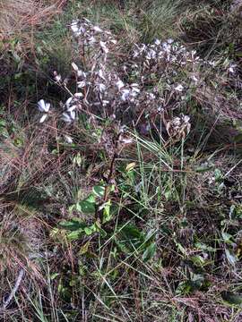 Image of Arnoglossum floridanum (A. Gray) H. Robinson