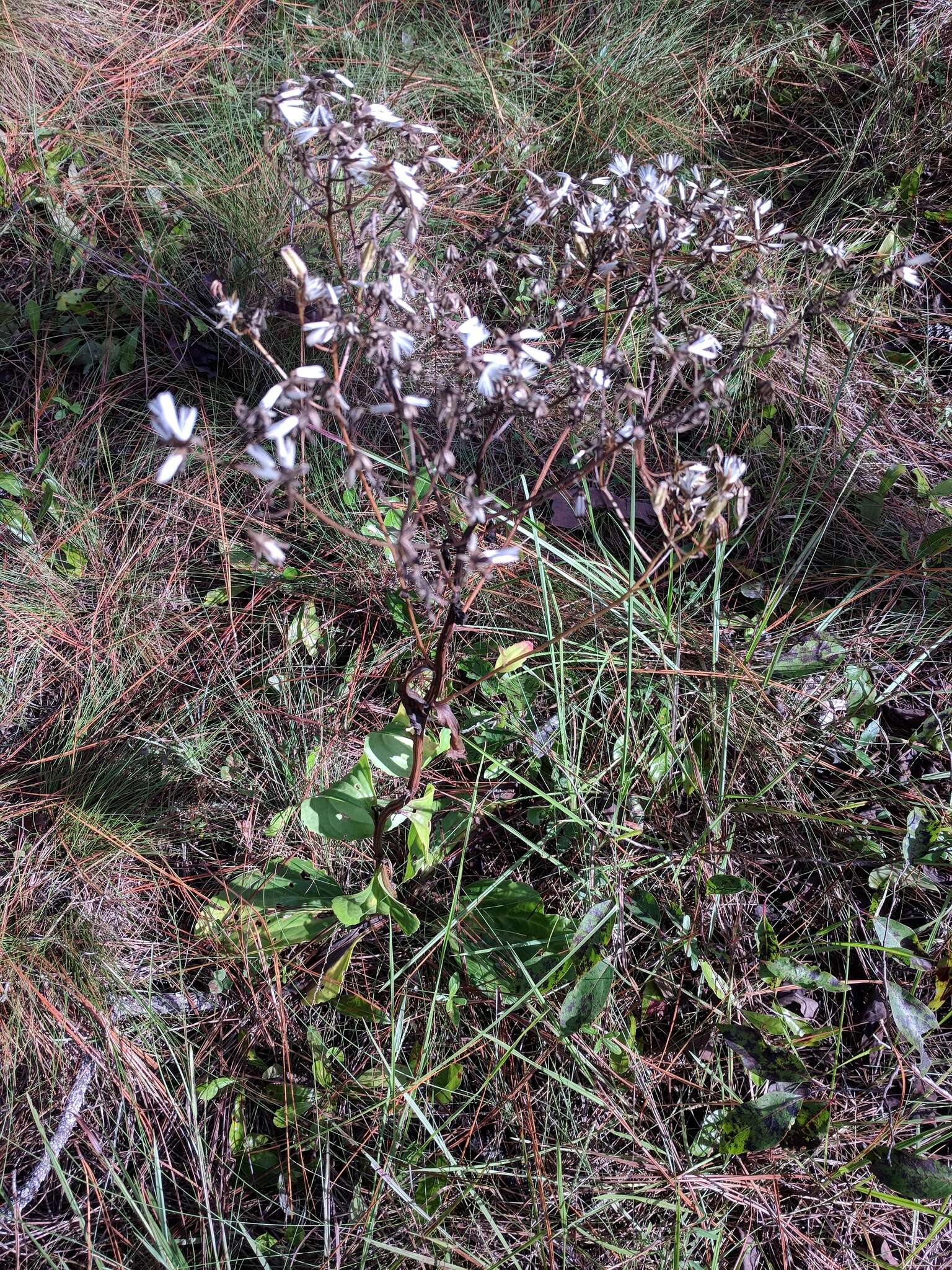 Image of Florida Indian plantain