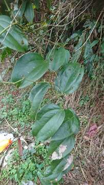 Image of Smilax bracteata C. Presl