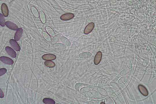 Image of Ascobolus albidus P. Crouan & H. Crouan 1858