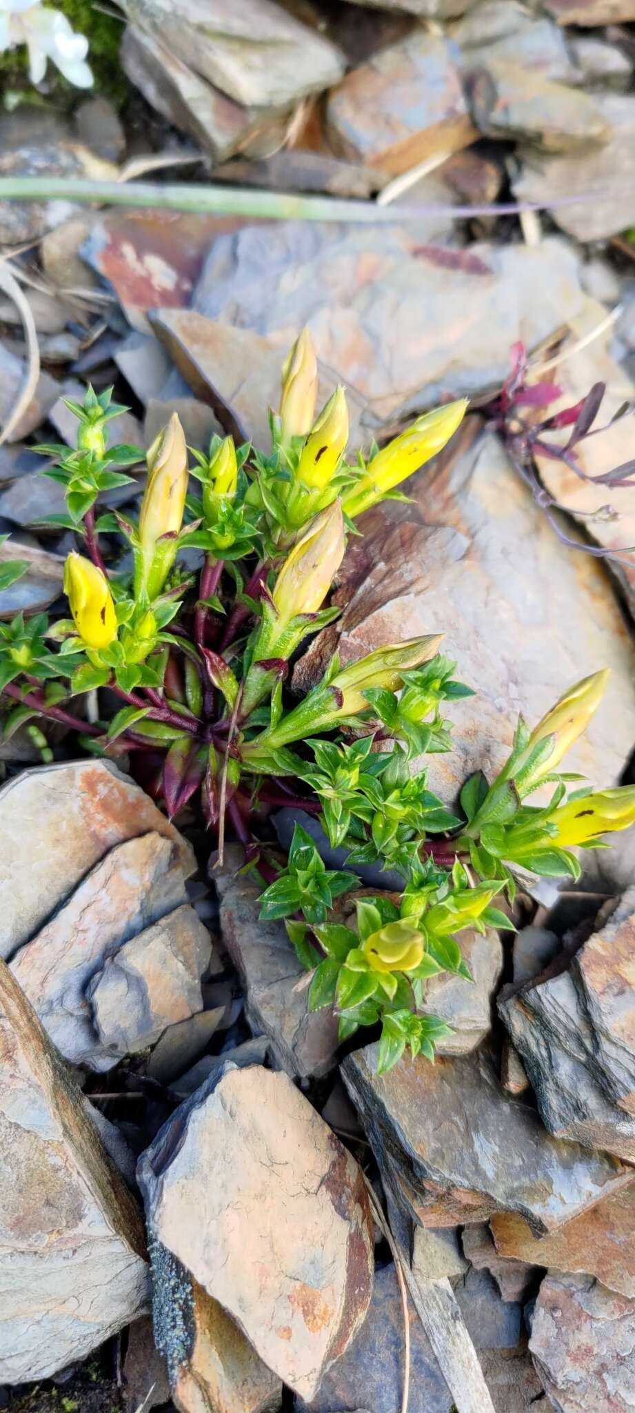 Image of Gentiana scabrida Hayata