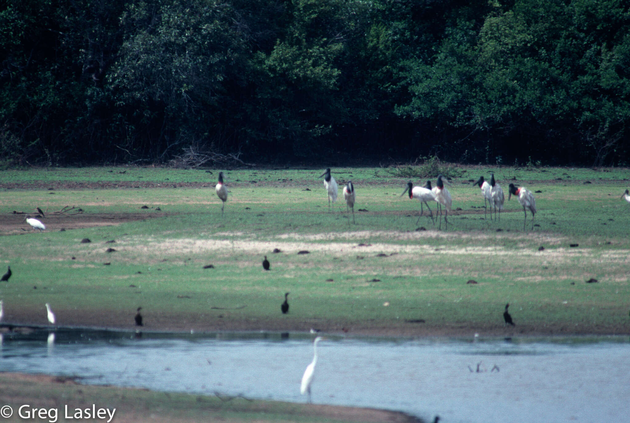 Image of Jabiru Hellmayr 1906