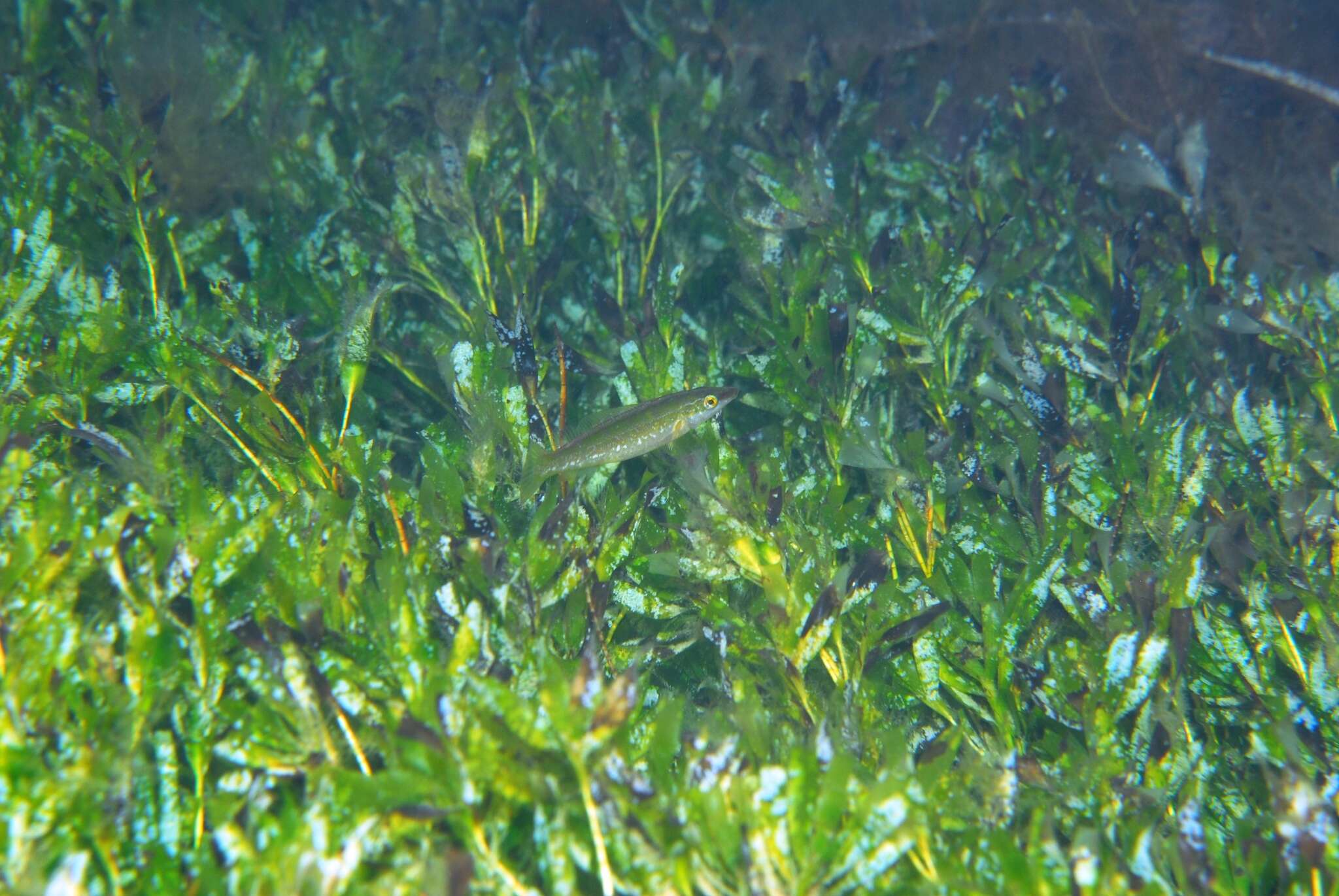 Image of Blue Rock Whiting