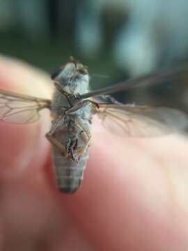 Image of Tabanus sackeni Fairchild 1934