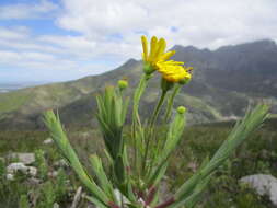 Image of Osteospermum corymbosum L.