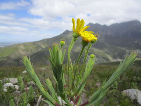 Image de Osteospermum corymbosum L.