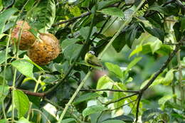 Image of Yellow-bellied Tyrannulet