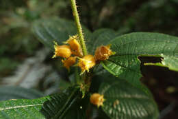 Image of Miconia alternidomatia