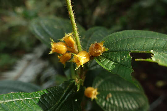 Miconia alternidomatia的圖片