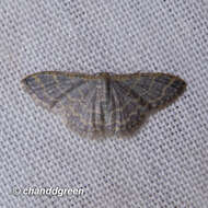 صورة Idaea costiguttata Warren 1896