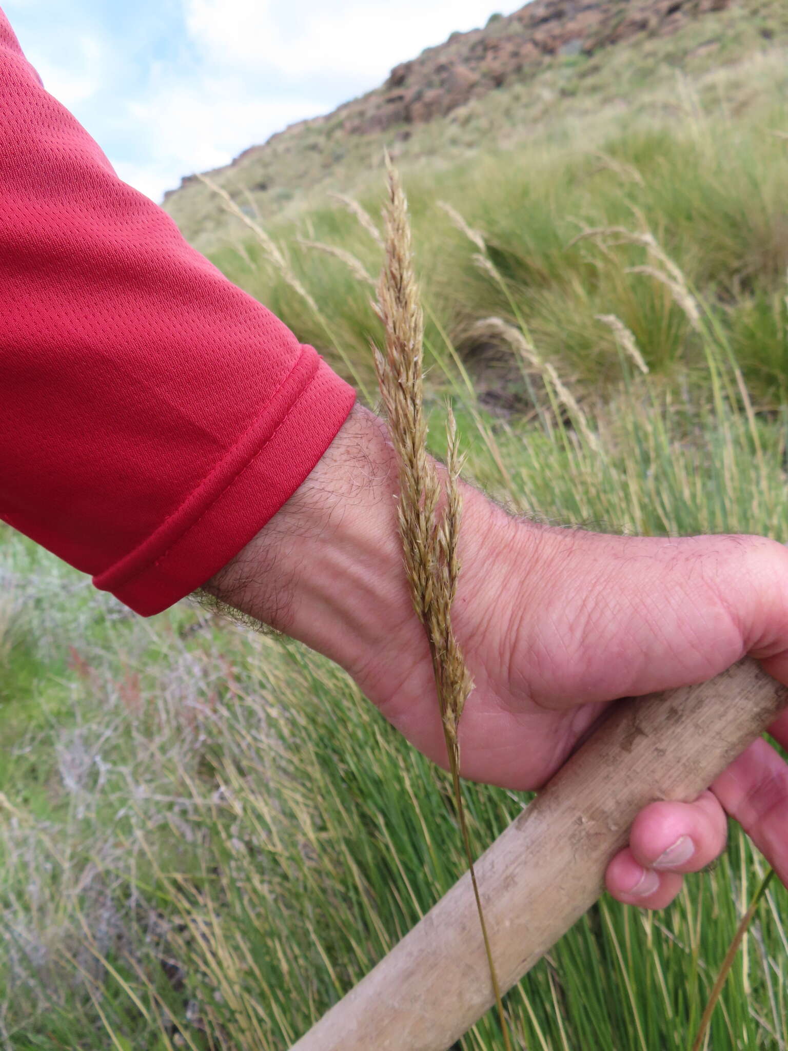 Image of Berg Wire Grass