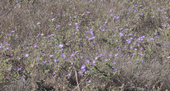 Machaeranthera tanacetifolia (Kunth) Nees resmi