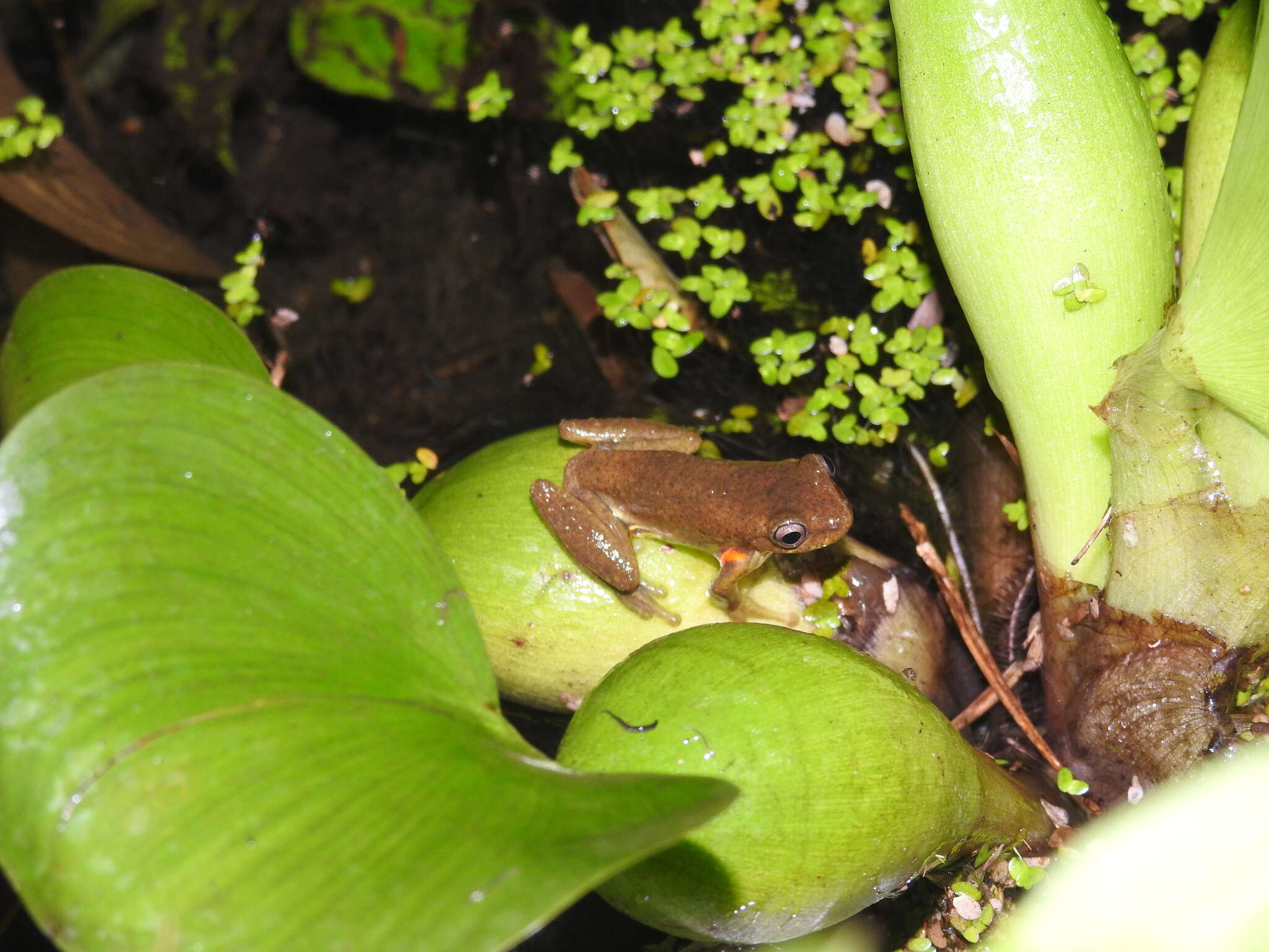 Image of executioner treefrog