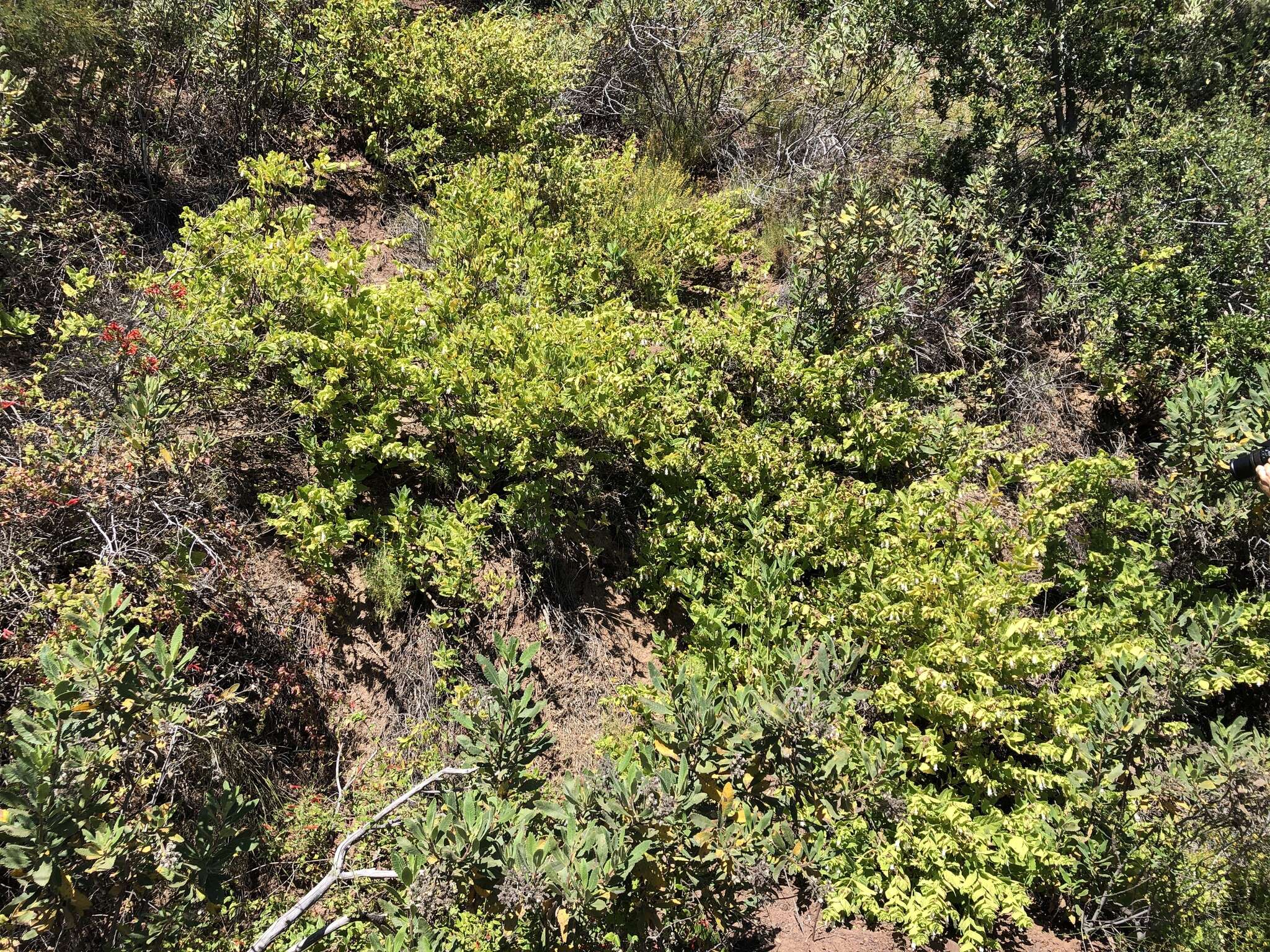 Image of Ross' pitcher sage