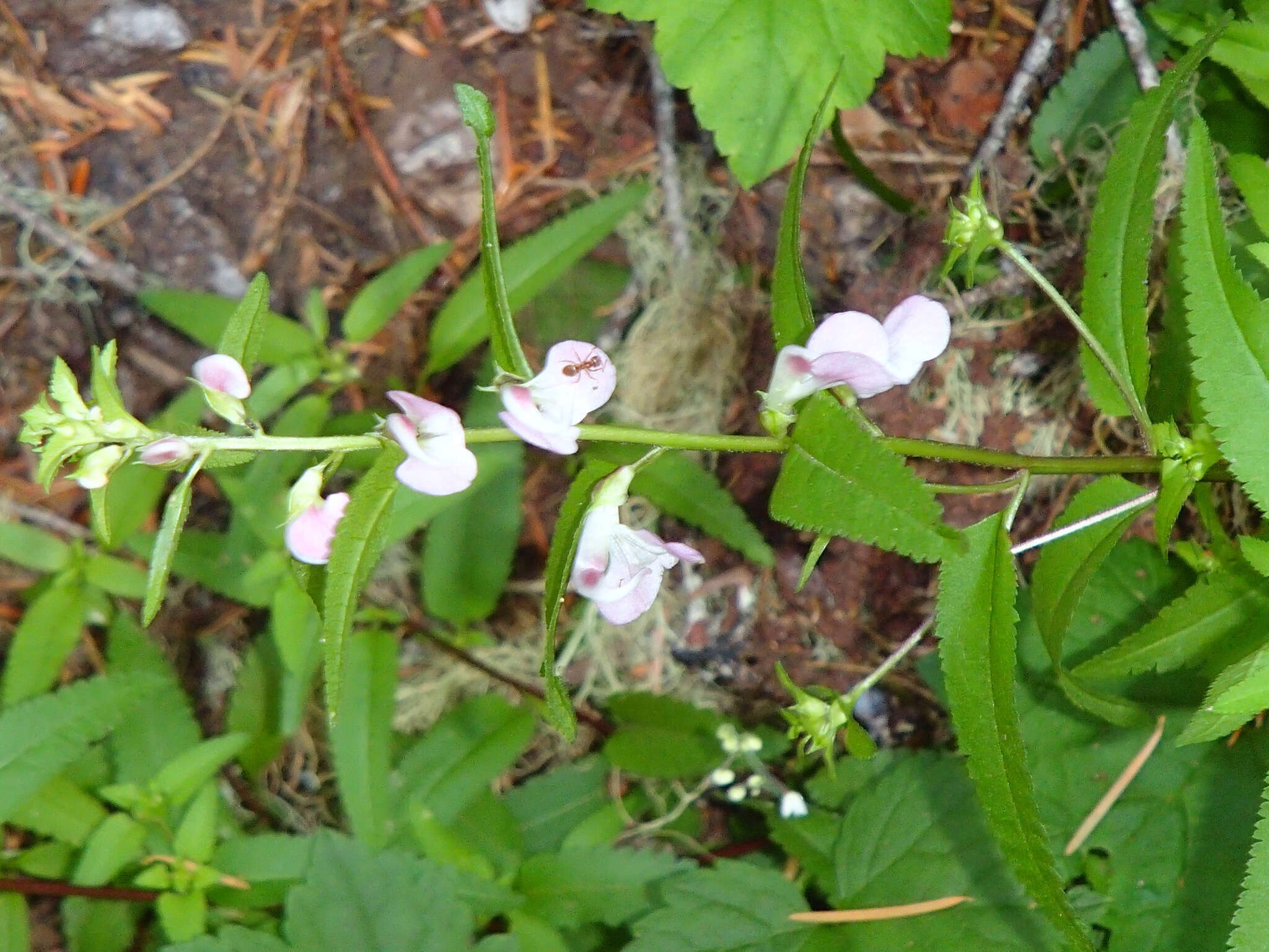 Image of sickletop lousewort