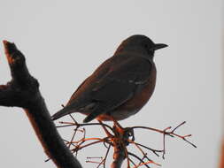 Image of Brown-headed Thrush