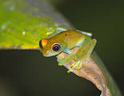 Image of Green Bright-eyed Frog