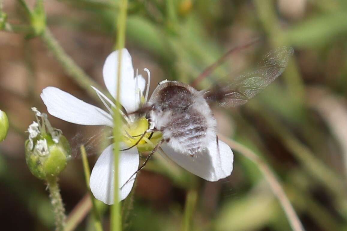 Image of Bombylius incanus Johnson 1907