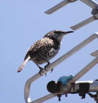 Image of Boucard's Wren