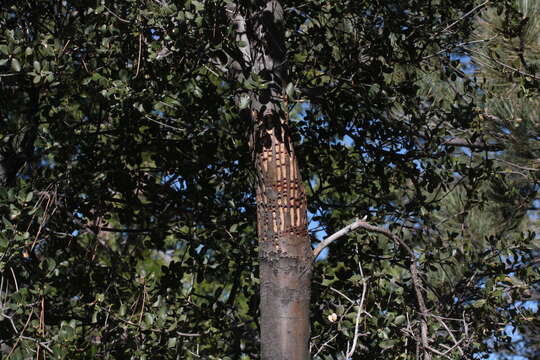 Image of interior live oak