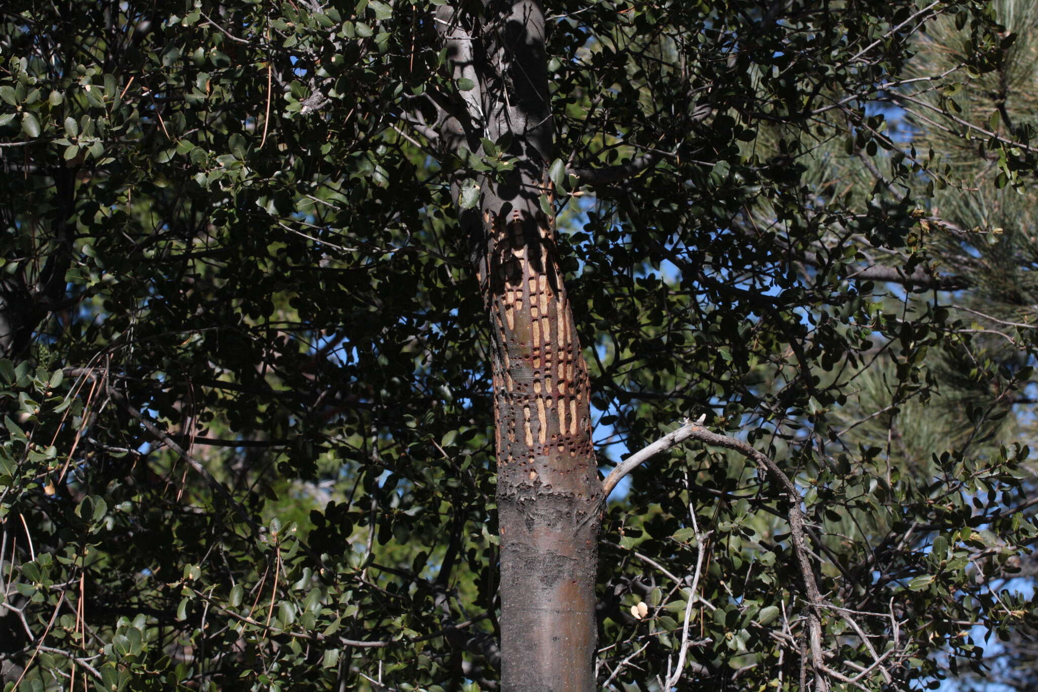 Image of interior live oak