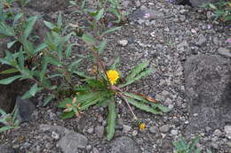 Image of Taraxacum acricorne Dahlst.