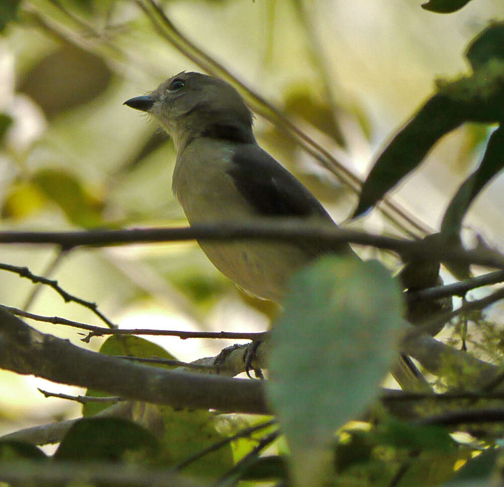 Слика од Pachycephala simplex Gould 1843