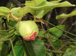 Image of Uvaria grandiflora Roxb. ex Hornem.