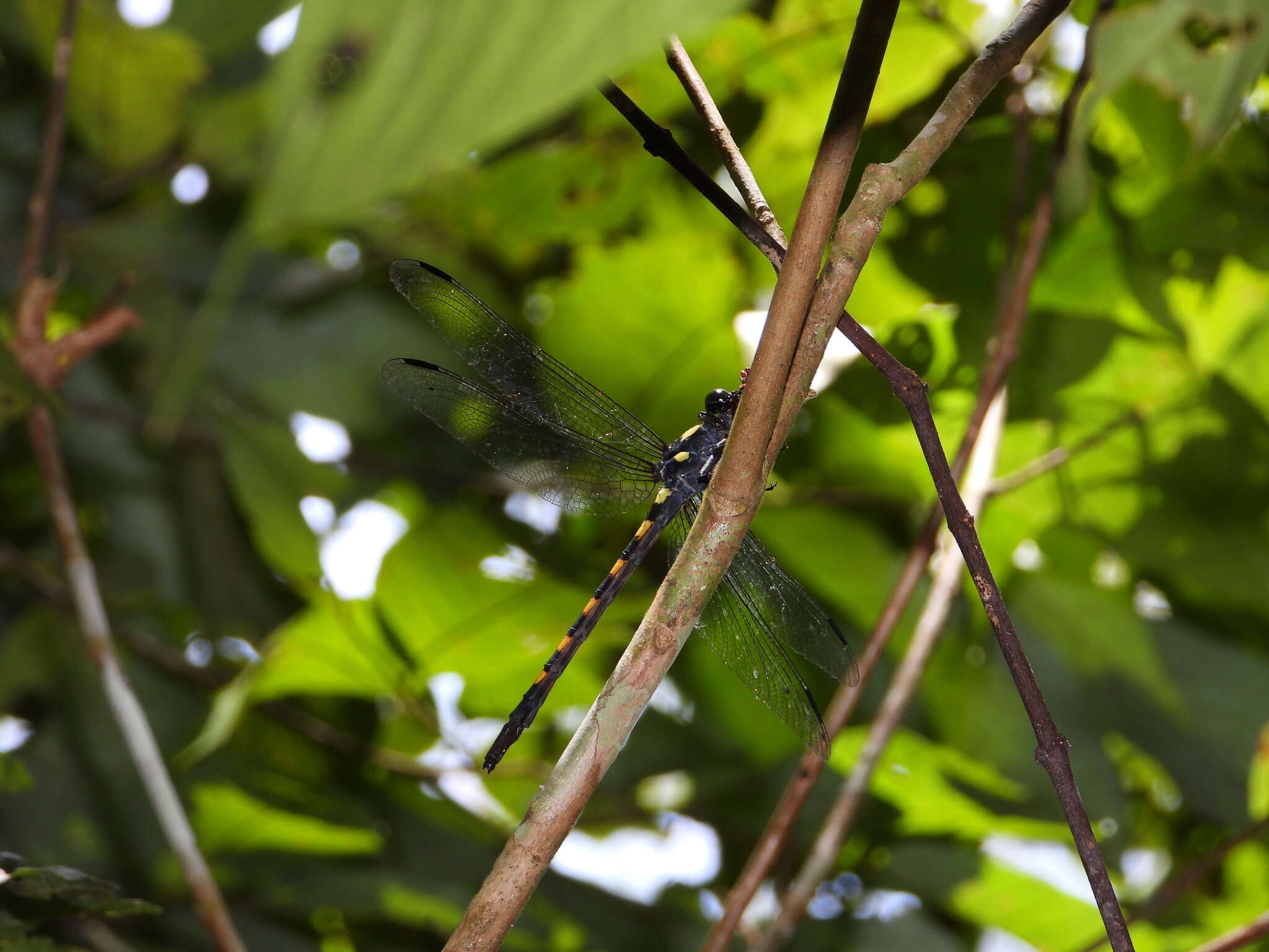 Imagem de Macrogomphus quadratus Selys 1878