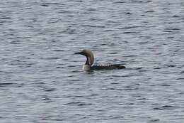 Image of Arctic Loon