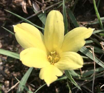 Imagem de Zephyranthes americana (Hoffmanns.) Ravenna