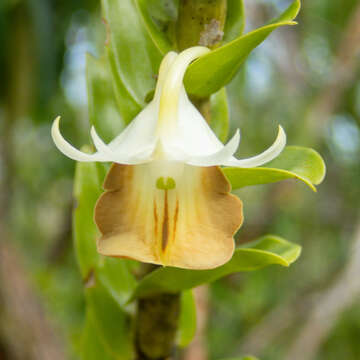 Image of Dendrobium ellipsophyllum Tang & F. T. Wang