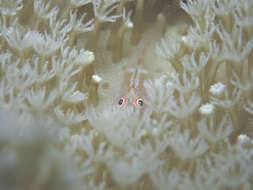 Image of Michel's ghost goby