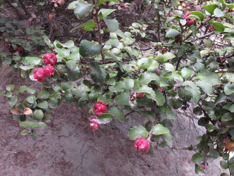 Image of Gaultheria antipoda Forst. fil.