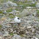 Слика од Plectrophenax nivalis townsendi Ridgway 1887