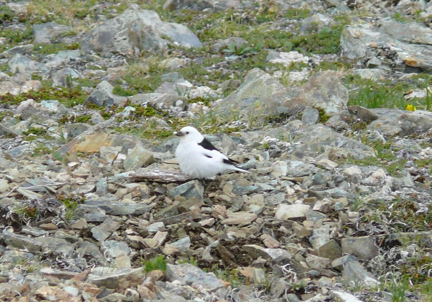 Imagem de Plectrophenax nivalis townsendi Ridgway 1887