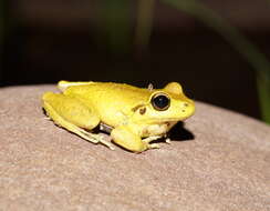 Image of Lesueur's frog