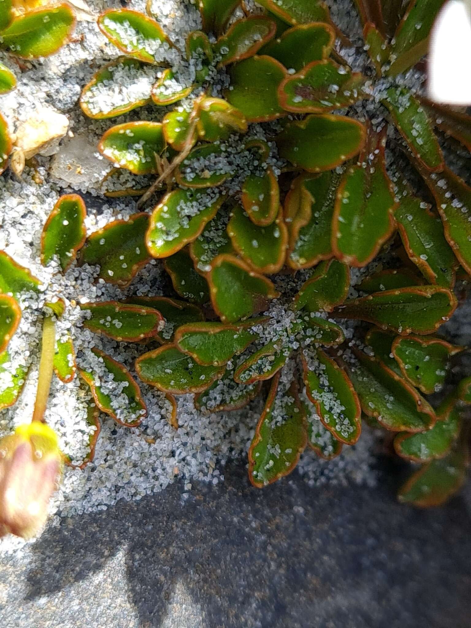 Image of Wahlenbergia congesta (Cheeseman) N. E. Br.